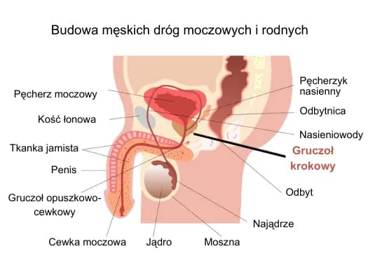 Do jakiego lekarza z prostatą udać się, aby uniknąć poważnych problemów?